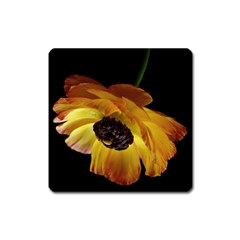 Ranunculus Yellow Orange Blossom Square Magnet by Nexatart