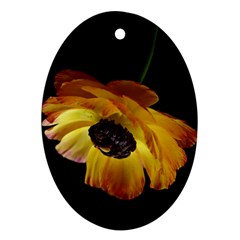 Ranunculus Yellow Orange Blossom Oval Ornament (two Sides) by Nexatart