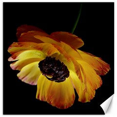 Ranunculus Yellow Orange Blossom Canvas 16  X 16   by Nexatart