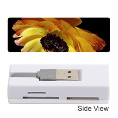 Ranunculus Yellow Orange Blossom Memory Card Reader (stick)  by Nexatart