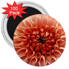 Dahlia Flower Joy Nature Luck 3  Magnets (100 Pack) by Nexatart