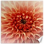 Dahlia Flower Joy Nature Luck Canvas 12  x 12   11.4 x11.56  Canvas - 1