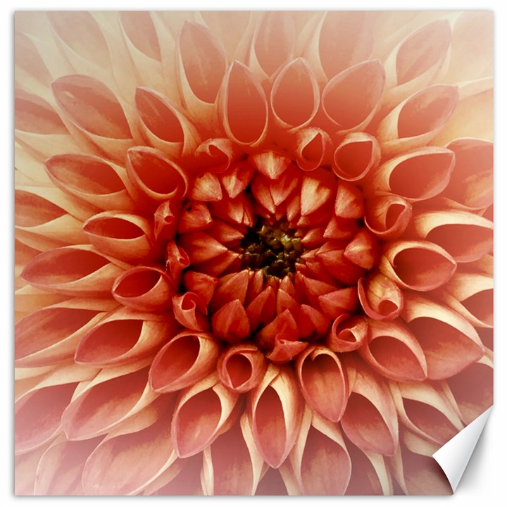 Dahlia Flower Joy Nature Luck Canvas 12  x 12  