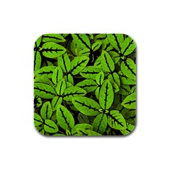 Nature Print Pattern Rubber Square Coaster (4 Pack)  by dflcprints