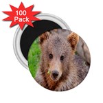 Baby Bear Animals 2.25  Magnets (100 pack)  Front