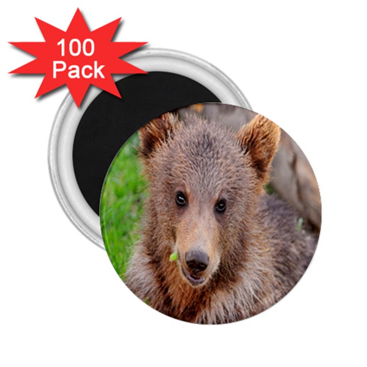 Baby Bear Animals 2.25  Magnets (100 pack) 