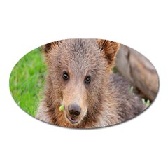 Baby Bear Animals Oval Magnet