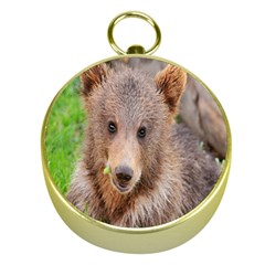 Baby Bear Animals Gold Compasses by Mariart