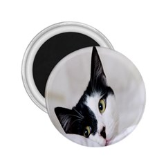 Cat Face Cute Black White Animals 2 25  Magnets by Mariart