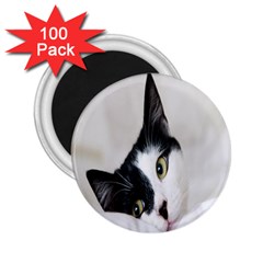 Cat Face Cute Black White Animals 2 25  Magnets (100 Pack) 