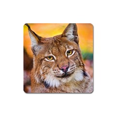 Tiger Beetle Lion Tiger Animals Square Magnet