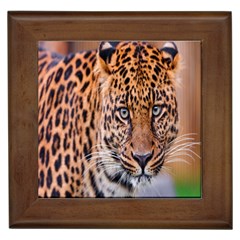 Tiger Beetle Lion Tiger Animals Leopard Framed Tiles