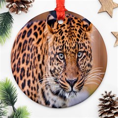 Tiger Beetle Lion Tiger Animals Leopard Ornament (round) by Mariart