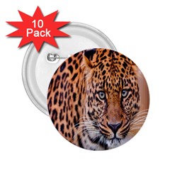 Tiger Beetle Lion Tiger Animals Leopard 2 25  Buttons (10 Pack)  by Mariart