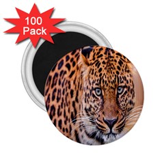 Tiger Beetle Lion Tiger Animals Leopard 2 25  Magnets (100 Pack) 