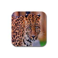 Tiger Beetle Lion Tiger Animals Leopard Rubber Square Coaster (4 Pack) 