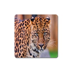 Tiger Beetle Lion Tiger Animals Leopard Square Magnet