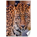 Tiger Beetle Lion Tiger Animals Leopard Canvas 12  x 18   11.88 x17.36  Canvas - 1