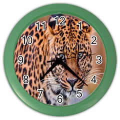 Tiger Beetle Lion Tiger Animals Leopard Color Wall Clocks