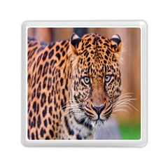 Tiger Beetle Lion Tiger Animals Leopard Memory Card Reader (square)  by Mariart