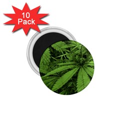 Marijuana Plants Pattern 1 75  Magnets (10 Pack) 