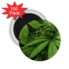 Marijuana Plants Pattern 2 25  Magnets (100 Pack)  by dflcprints