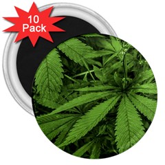 Marijuana Plants Pattern 3  Magnets (10 Pack)  by dflcprints