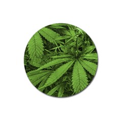 Marijuana Plants Pattern Magnet 3  (round) by dflcprints