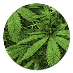 Marijuana Plants Pattern Magnet 5  (round) by dflcprints