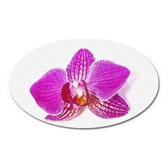 Lilac Phalaenopsis Flower, Floral Oil Painting Art Oval Magnet by picsaspassion