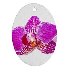 Lilac Phalaenopsis Flower, Floral Oil Painting Art Oval Ornament (two Sides) by picsaspassion