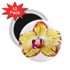 Yellow Phalaenopsis Flower, Floral Aquarel Watercolor Painting Art 2 25  Magnets (10 Pack)  by picsaspassion