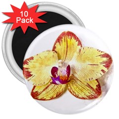 Yellow Phalaenopsis Flower, Floral Aquarel Watercolor Painting Art 3  Magnets (10 Pack)  by picsaspassion