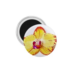 Phalaenopsis Yellow Flower, Floral Oil Painting Art 1 75  Magnets by picsaspassion