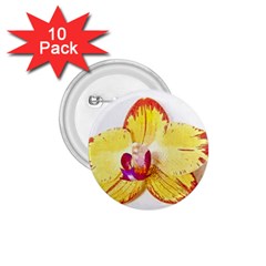 Phalaenopsis Yellow Flower, Floral Oil Painting Art 1 75  Buttons (10 Pack) by picsaspassion