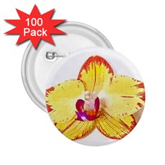 Phalaenopsis Yellow Flower, Floral Oil Painting Art 2 25  Buttons (100 Pack)  by picsaspassion