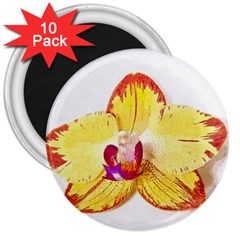 Phalaenopsis Yellow Flower, Floral Oil Painting Art 3  Magnets (10 Pack)  by picsaspassion