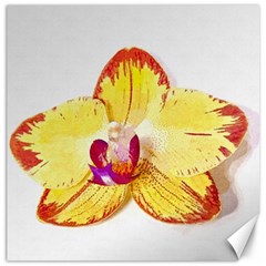 Phalaenopsis Yellow Flower, Floral Oil Painting Art Canvas 20  X 20   by picsaspassion