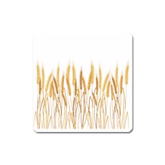 Wheat Plants Square Magnet