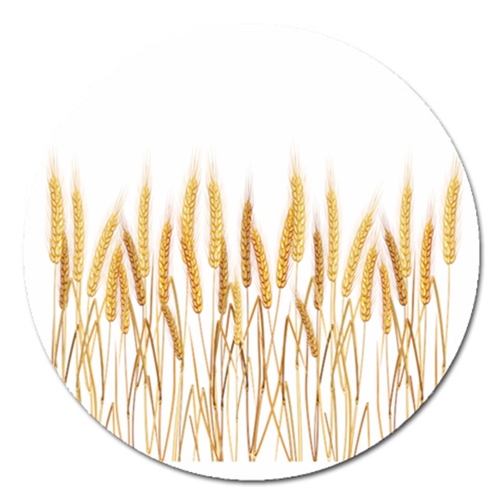 Wheat Plants Magnet 5  (Round)