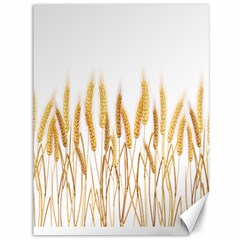 Wheat Plants Canvas 36  X 48  