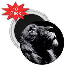 Male Lion Face 2 25  Magnets (10 Pack)  by Celenk