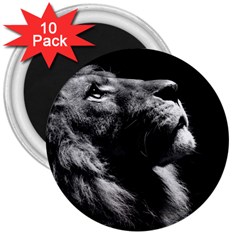 Male Lion Face 3  Magnets (10 Pack)  by Celenk