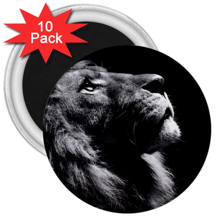 Male Lion Face 3  Magnets (10 pack) 