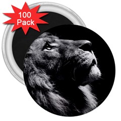 Male Lion Face 3  Magnets (100 Pack) by Celenk