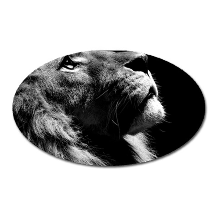 Male Lion Face Oval Magnet