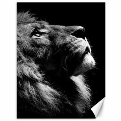 Male Lion Face Canvas 36  X 48   by Celenk