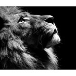 Male Lion Face Deluxe Canvas 14  x 11  14  x 11  x 1.5  Stretched Canvas