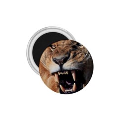 Male Lion Angry 1 75  Magnets by Celenk