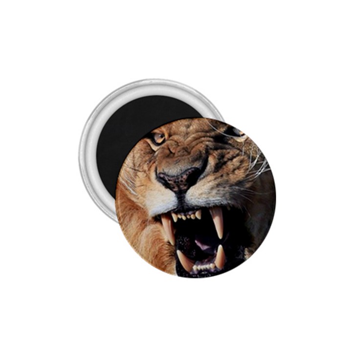 Male Lion Angry 1.75  Magnets